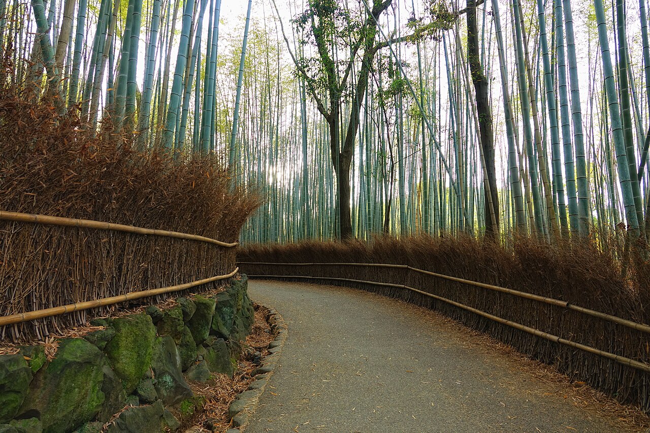 Sunset light through the tall bamboo stalks of the Arashiyama bamboo grove