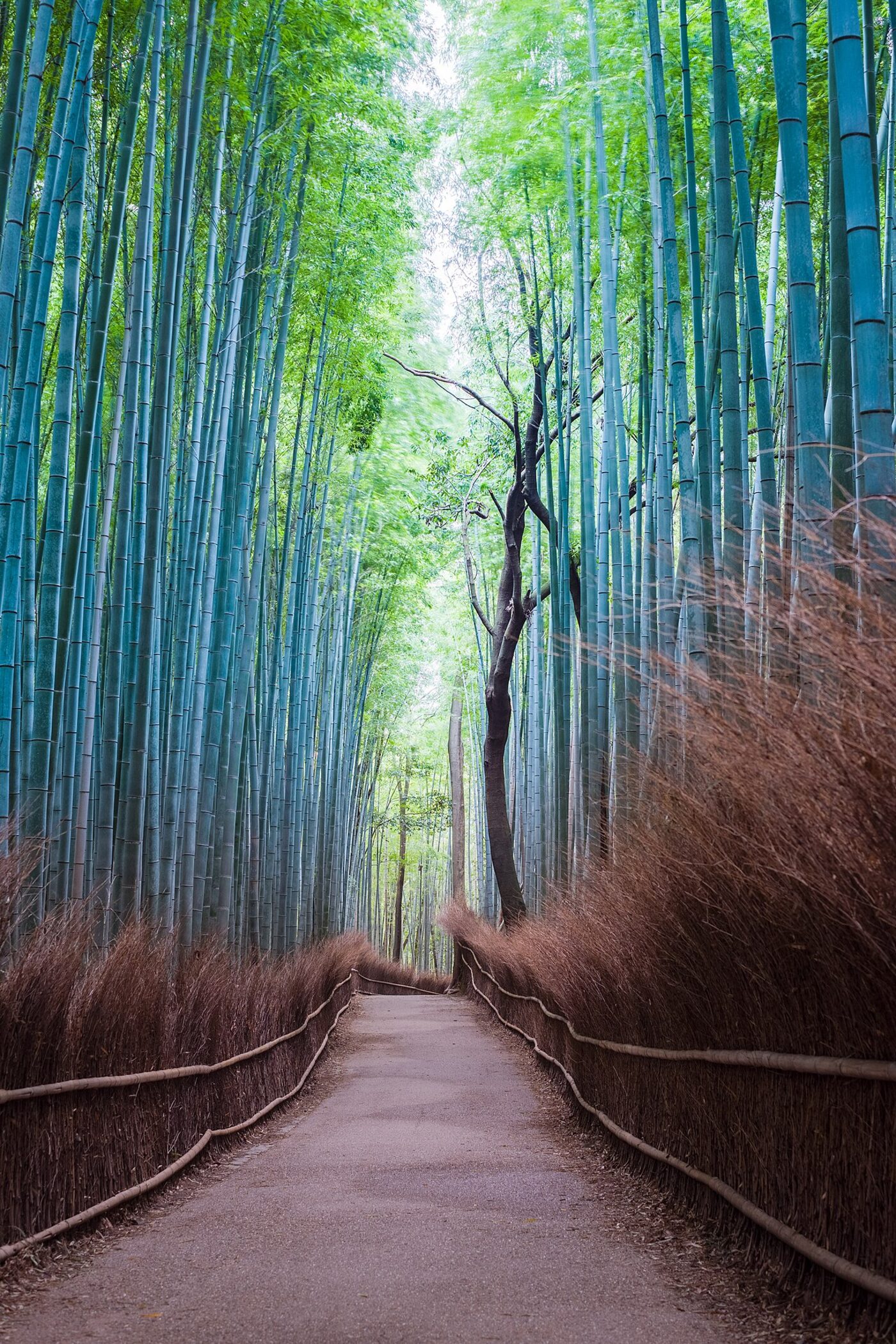 The bamboo grove path in Arashiyama, quiet in the early morning