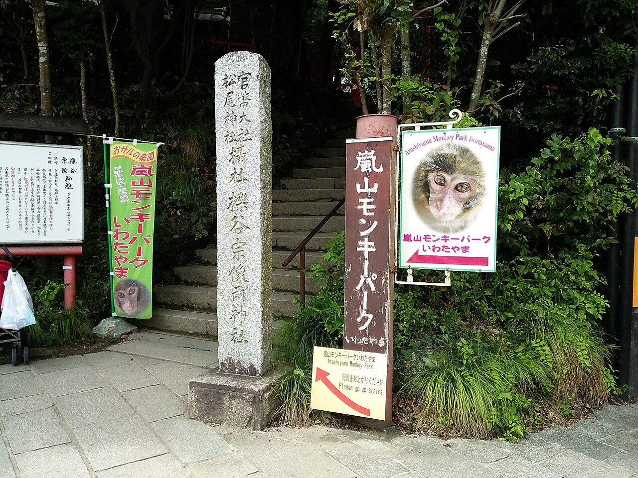 Japanese macaque at Iwatayama Monkey Park in Arashiyama