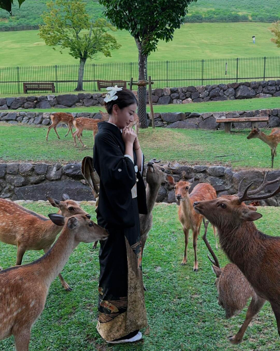 Sacred deer roaming freely in Nara Park near Kyoto