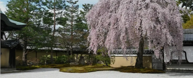Foreign travelers enjoying Hanami cherry blossom viewing picnic in Kyoto Maruyama Park