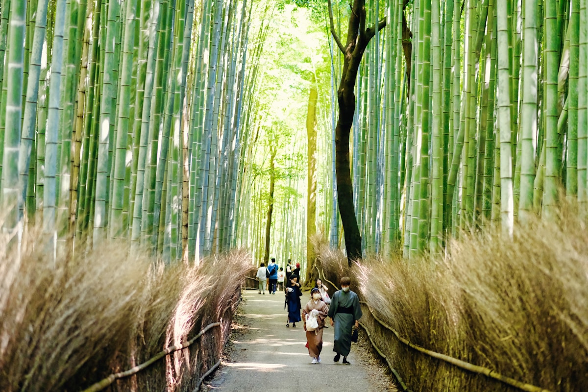 Arashiyama Bamboo Grove: How to Beat the Crowds and What Else to See