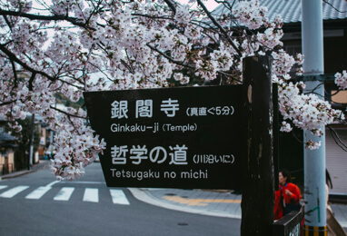 Philosopher's Path Kyoto during cherry blossom season