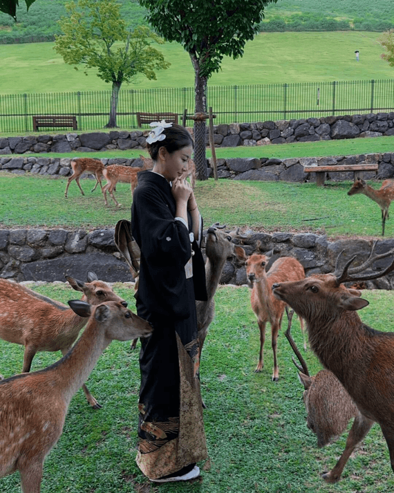 奈良公園中自由漫步的神鹿