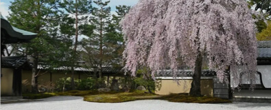 Foreign travelers enjoying Hanami cherry blossom viewing picnic in Kyoto Maruyama Park