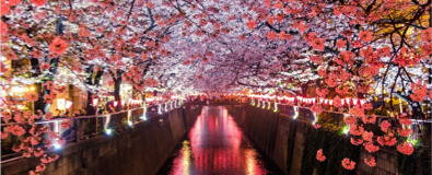 Stunning night illumination of autumn maple leaves at Eikando temple Kyoto