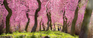 Delicate pink plum blossoms ume blooming in late winter Kyoto